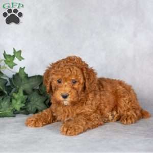 Eliza, Miniature Poodle Puppy